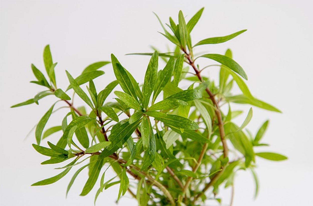 Ludwigia inclinata, 'Cuba'