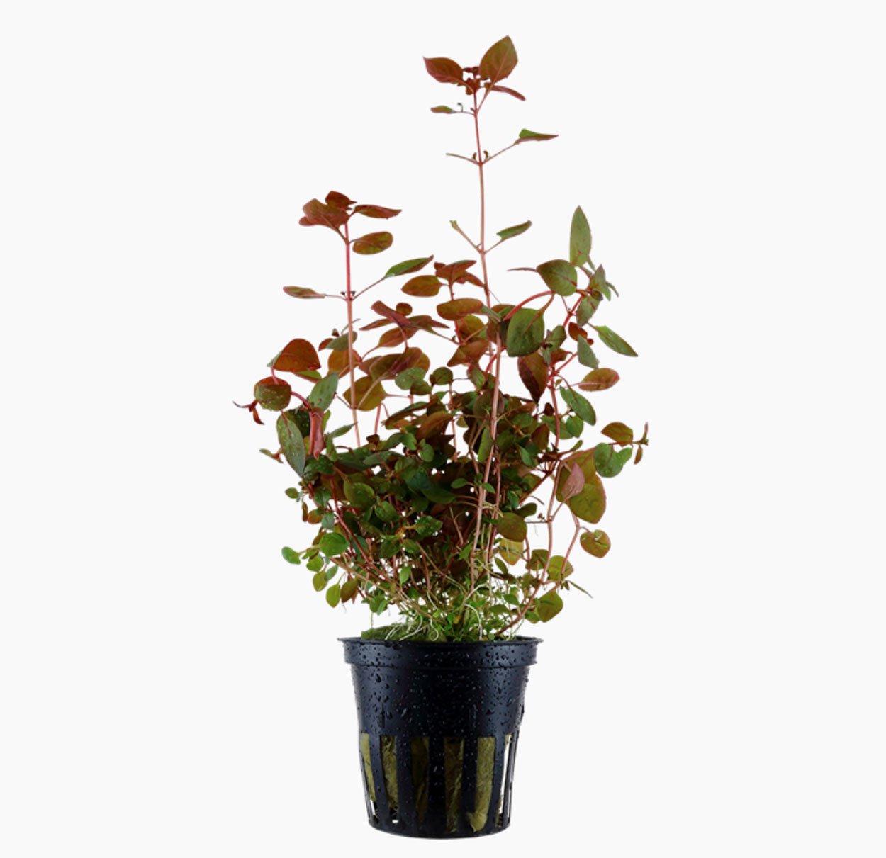 Ludwigia palustris, 'super red'