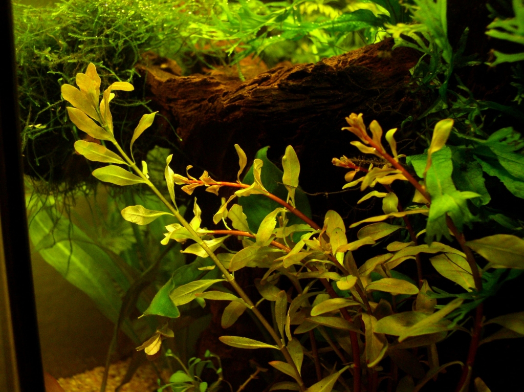 Ludwigia inclinata