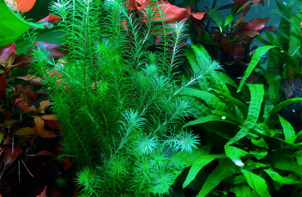 Mayaca fluviatilis
