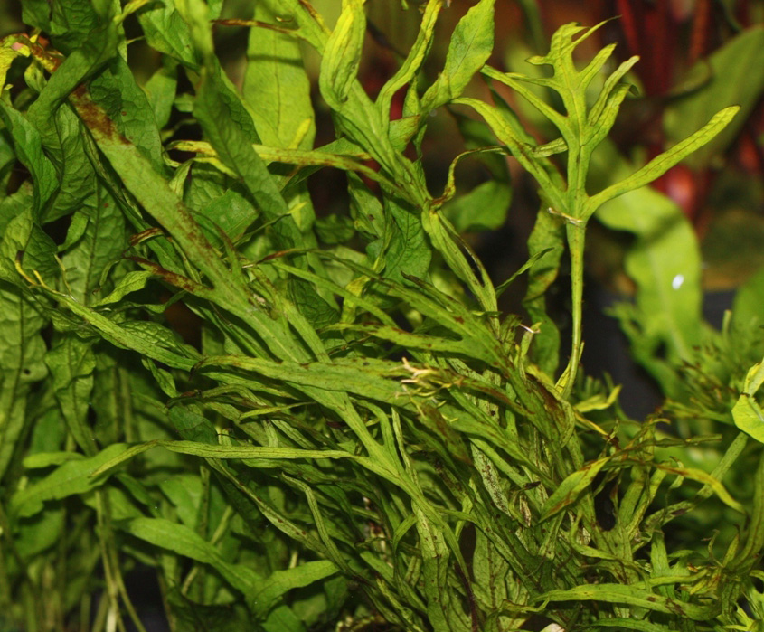 Microsorum pteropus, trident