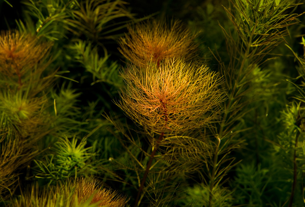 Myriophyllum tuberculatum