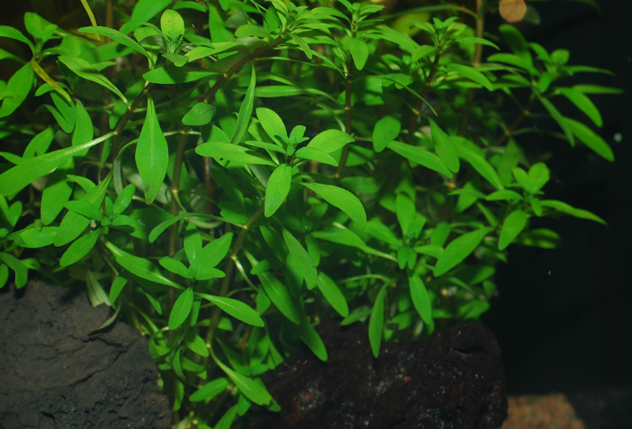 Ludwigia inclinata var. verticillata ‘Cuba’