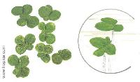 Lemna minor