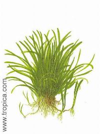Lilaeopsis brasiliensis