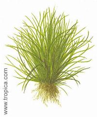Lilaeopsis mauritiana