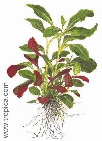 Lobelia cardinalis