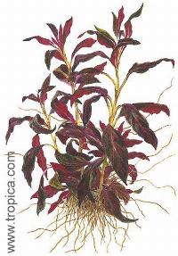 Ludwigia glandulosa "perennis"