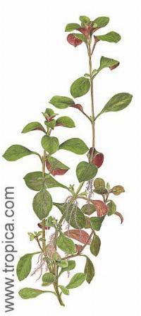 Ludwigia repens