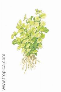 Lysimachia nummularia "Aurea"