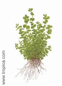 Microsorum pteropus "narrow"