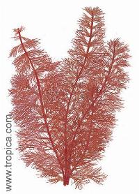 Myriophyllum tuberculatum (red)