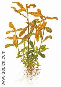 Nesaea crassicaulis