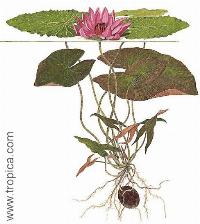 Nymphaea pubescens