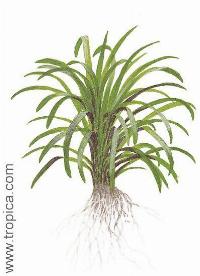 Ophiopogon japonicus "Kyoto Dwarf"