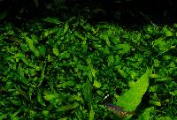Microsorium minor