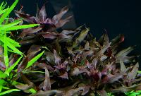 Ludwigia glandulosa