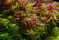 Limnophila hippuroides