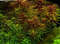 Limnophila hippuroides