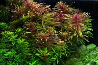 Limnophila hippuroides