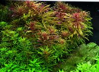 Limnophila hippuroides