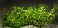 Micranthemum umbrosum