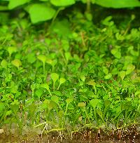 Marsilea hirsuta