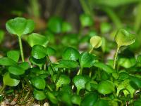 Marsilea hirsuta