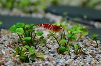 Marsilea hirsuta