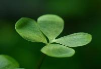 Marsilea hirsuta