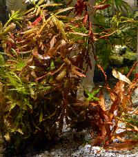 Nesaea sp.