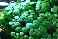 Amazon  frogbit