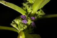 Nesaea crassicaulis
