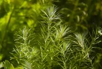 Stream bogmoss  
