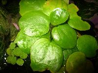 Limnobium laevigatum