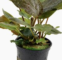 Lagenandra meeboldi var.'red'