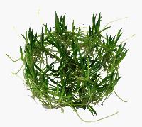 Littorella uniflora