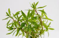 Ludwigia inclinata, 'Cuba'