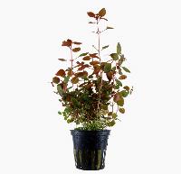 Ludwigia palustris, 'super red'