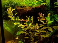 Ludwigia inclinata