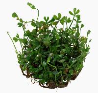 Marsilea hirsuta