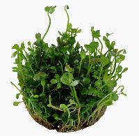Marsilea hirsuta