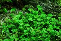 Marsilea hirsuta