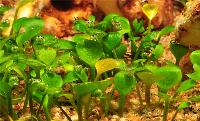 Marsilea hirsuta