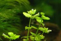 Micranthemum umbrosum