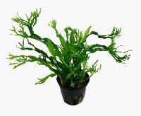 Microsorum pteropus, 'Windelöv' 