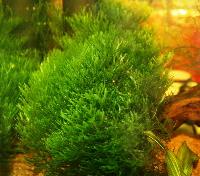 Monosolenium tenerum