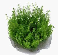 Myriophyllum 'Guyana'