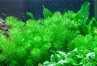 Myriophyllum 'Guyana'
