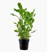 Nesaea crassicaulis